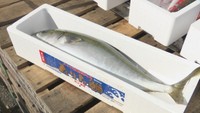 今年は大きく脂がのった「ひけた鰤」の出荷式 香川・東かがわ市