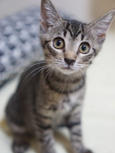 家族を募集中のそらちゃん