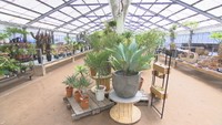 観葉植物のレイアウトや庭づくりなど提案 造園会社が大規模園芸店「The PARK」をオープン 高松市【いまココ!ナビ】