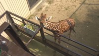 今はまだ届かないけど…子キリン「サンタロウ」に餌やり台プレゼント! 岡山市・池田動物園