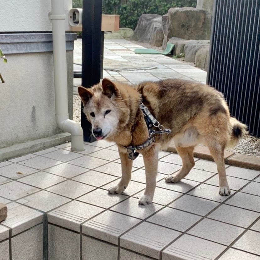 20歳の頃のロン(ゆき子さん提供)