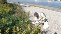 強毒のヒアリの生息を調査 昨夏200匹が見つかった水島港 岡山