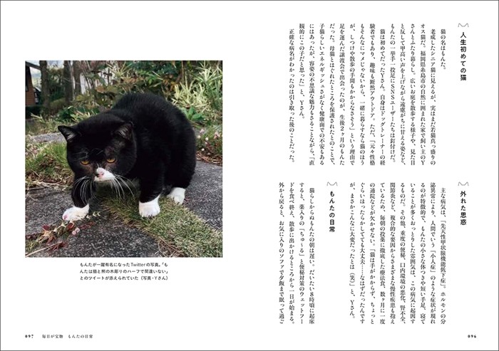 毎日が宝物 もんたの日常(芳澤ルミ子撮影、「猫にひろわれた話」より、辰巳出版提供)