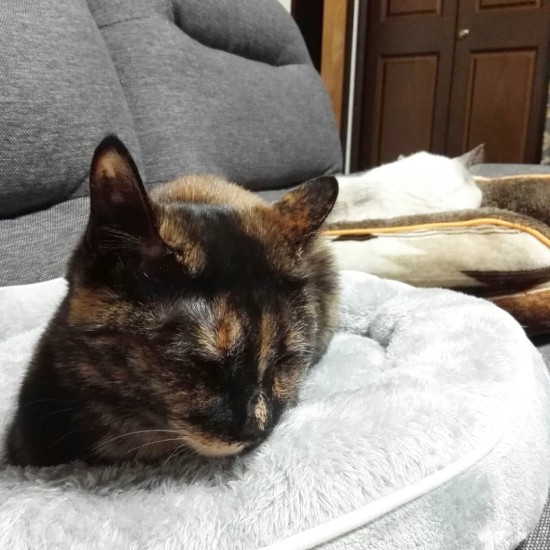 気持ちよさそうにぐっすり眠るめかぶちゃん