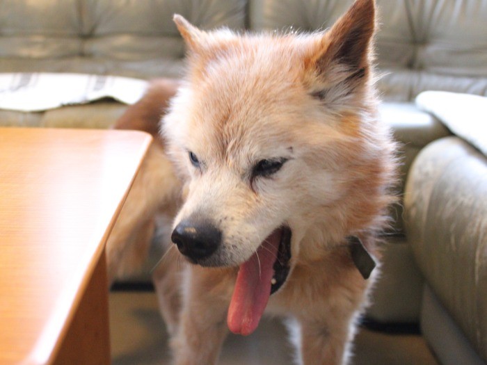 なんだか眠くなってきた