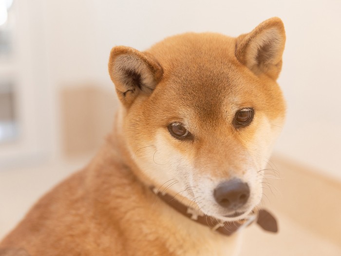 新しい家族を待つ犬