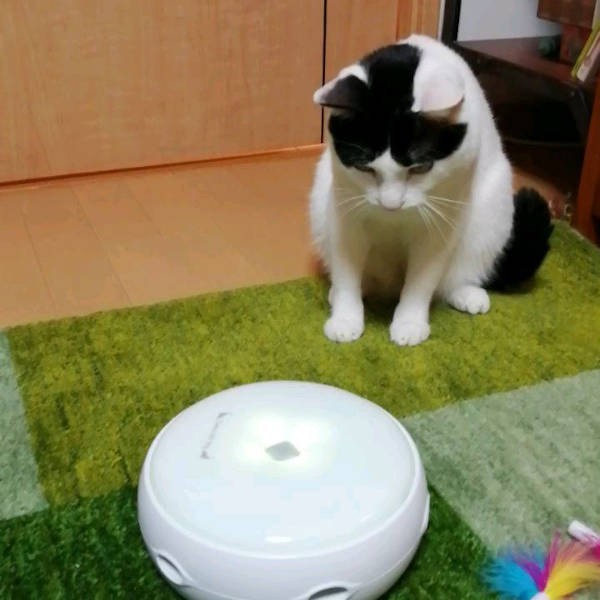 AIロボット掃除機に夢中