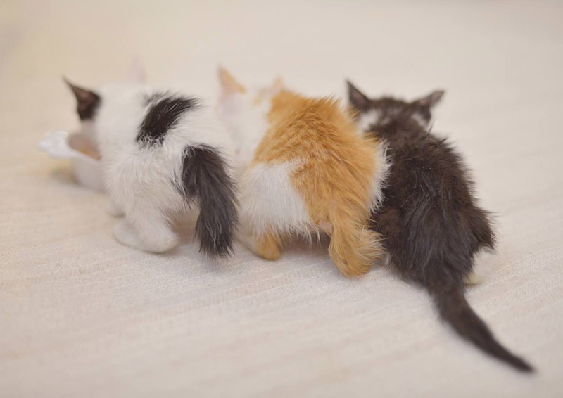 保護した当時を振り返る(写真提供:犬丸美絵)