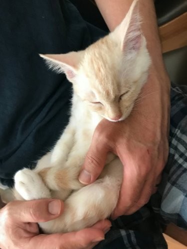 家に来た頃はとても小さかった栗太郎