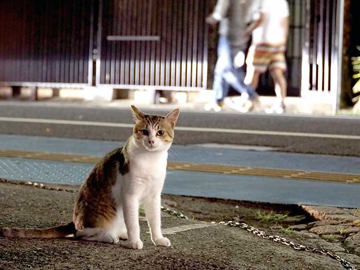 夜の中心街にも、ちらほらとTNR済みの猫の姿が