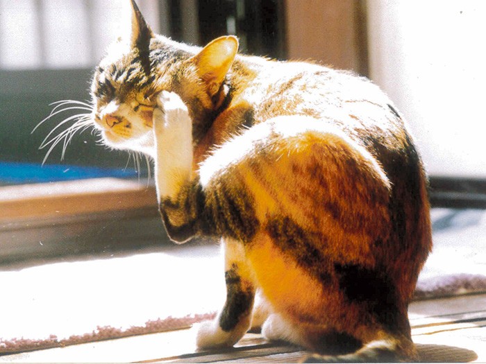 入選した「陽だまりの中で」=おおいた動物愛護センター提供