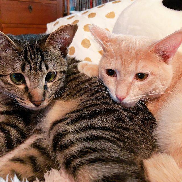 まるで本当のきょうだいのような2匹