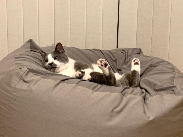 肉球大放出のくまおのヘソ天