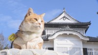 猫城主も一安心 備中松山城で年末恒例のすす払い 岡山・高梁市