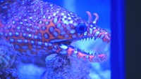 岡山市のデパートに水の生き物大集合! 約600匹の個性的な魚やエビなど展示