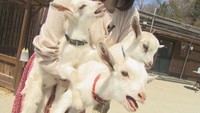 うれしいベビーラッシュも「ミルク代が…」 コロナ禍で苦境の動物園がクラウドファンディング 香川・東かがわ市