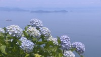 空と海とアジサイが競演 紫雲出山で約2000株が見頃 香川・三豊市