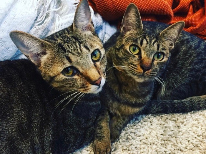 本当の兄妹みたいでしょ