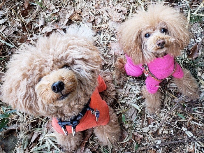 櫻士朗くん(左)とこはるちゃんのトイプーズ(お父さん提供)