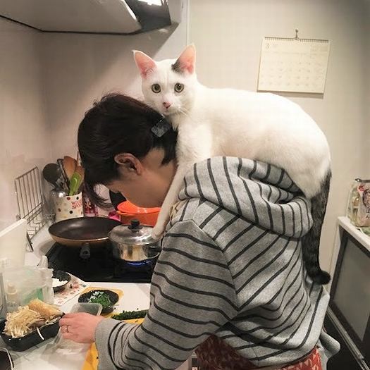 肩に乗って料理観察中のゆわんくん(萬浪友恵さん提供)