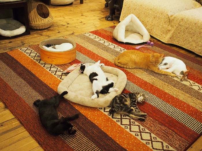 閉店後のねこの間。よく遊んで、みんなぐっすり。トラが見守る