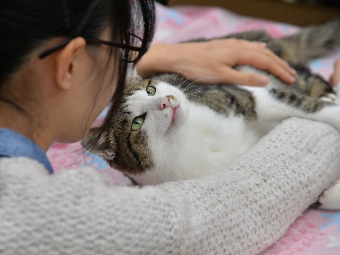 ごまおを可愛がる村山祐未さん、看病も積極的にしていた。「元気になってよかったね」「ありがとにゃん」