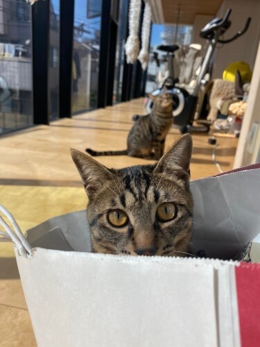 たい平さんの猫たちはマイクロチップを入れ、トイレをあえてケージ内に置いている。災害に備え、ケージに慣れておくためだという(たい平さん提供)