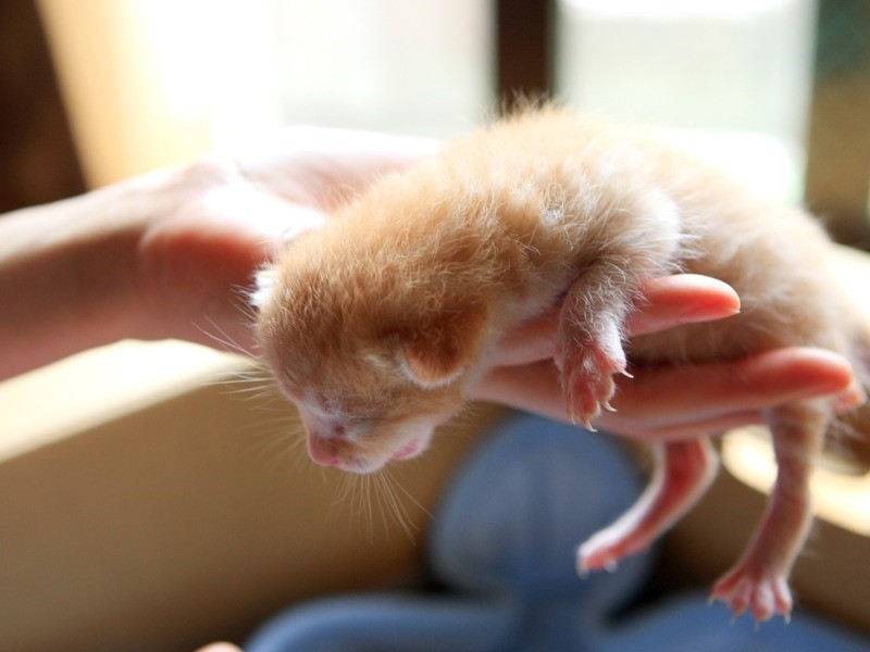 カメラマンのケニア・ドイさんが保護した時、手に乗るほど小さかった