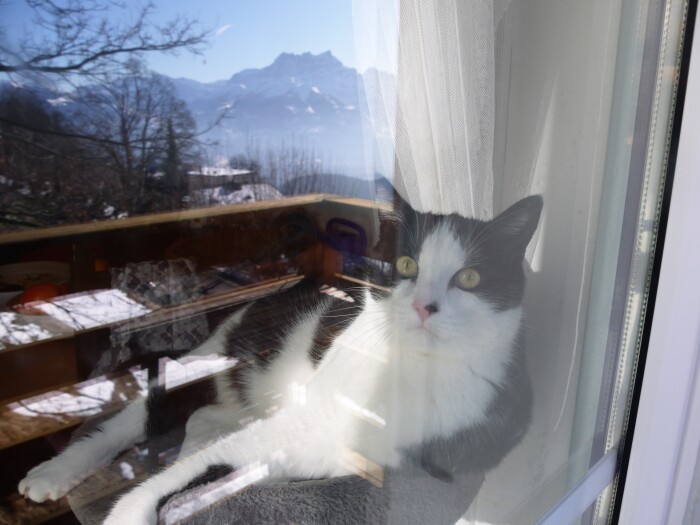 亡くなる直前、空をまっすぐに見上げていたクストーくん。血栓症と肺水腫で苦しい時期だが一番穏やかな表情だった(文さん提供)