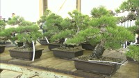 手頃な「草物盆栽」が人気 全国一の松盆栽の産地・高松市で盆栽・植木の展示会