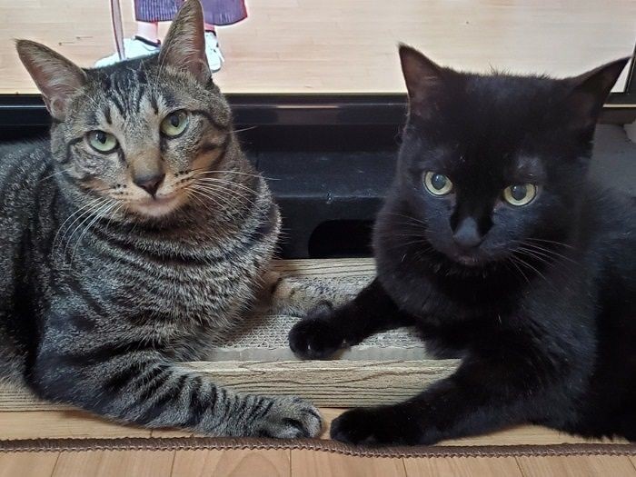 仲良しショット「お手々でハート作ったよ」