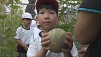 小学生がアムスメロンの収穫体験「将来、地元で農業をしてくれたらいいな」 香川・小豆島町
