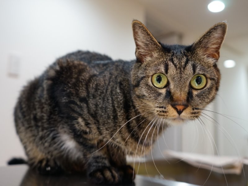 新井さんをペットロスから救い、ラヴの面倒を見たグリ