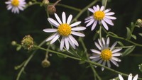 9月9日は重陽の節句 別名「菊の節句」にディープな世界を見てみよう!