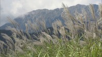 「秋は少し寂しい気持ちになるのはなぜ?」 医学部教授に聞いてみた 香川【みんなのハテナ】