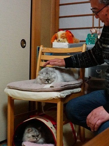 優しくカマンを撫でる政勝さん