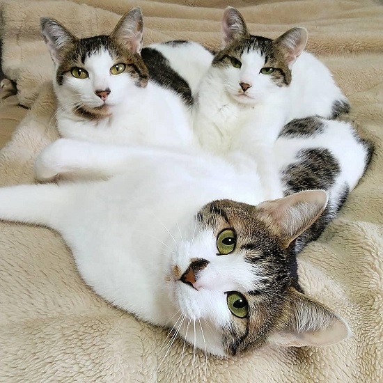 普段のアンとマイと同居猫のエン