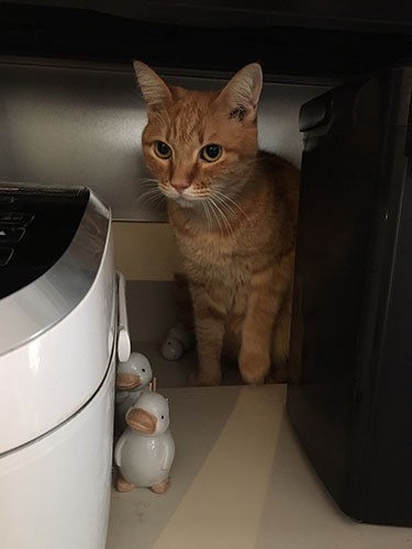 炊飯器のとなりで。そろそろごはんの時間かな?