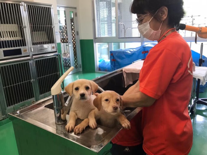 特定非営利活動法人「おきにゃあわんネットワーク」。まだまだ野犬も野良猫も多い沖縄。保護活動と啓発活動に取り組んでいる