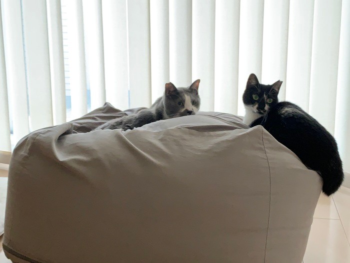 くまお父にバレないように今日の段取りを確認中