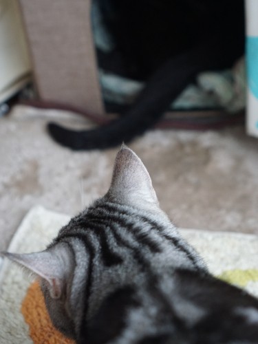 ハウスに入ったイヌオが、シッポを揺らしてルビィを遊ばせました。5年前にはっぴーを迎えた時にも、同じ光景が見られました