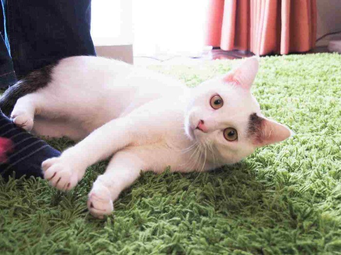 パパの足元で転がる、甘えん坊のゆわんくん。