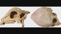 新属・新種、最古の「頭突き恐竜」化石を発見 岡山理科大学など