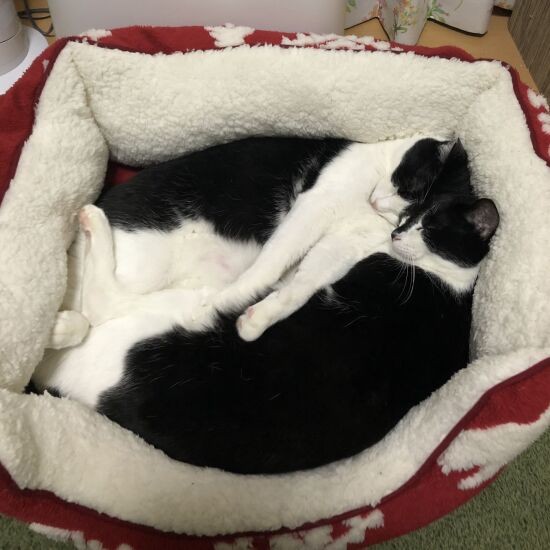 僕ら仲良しボーイズ。寝る時も一緒(M男さん提供)