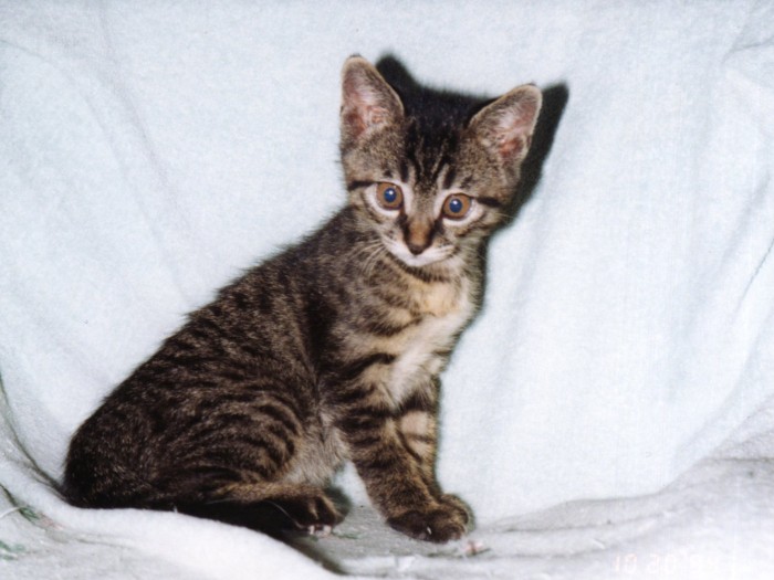 子猫の証、キトンブルーの瞳