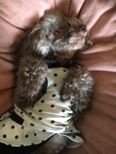 目も歯も悪くなっていたけれどまだまだ元気な14歳。最後のへそ天写真(圭さん提供)