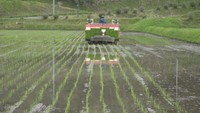 田植えシーズン到来 新緑の中、酒米「雄町」など植える 岡山・新見市