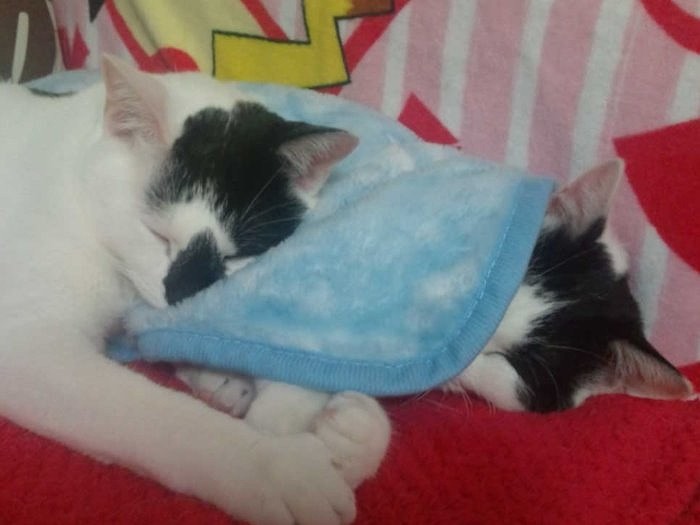 毛布をはさんでお昼寝中