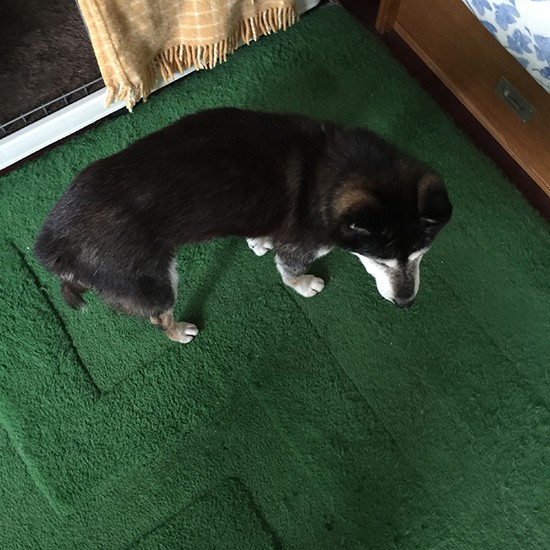 部屋の中をちょこちょこ動き回るのでチョコと命名