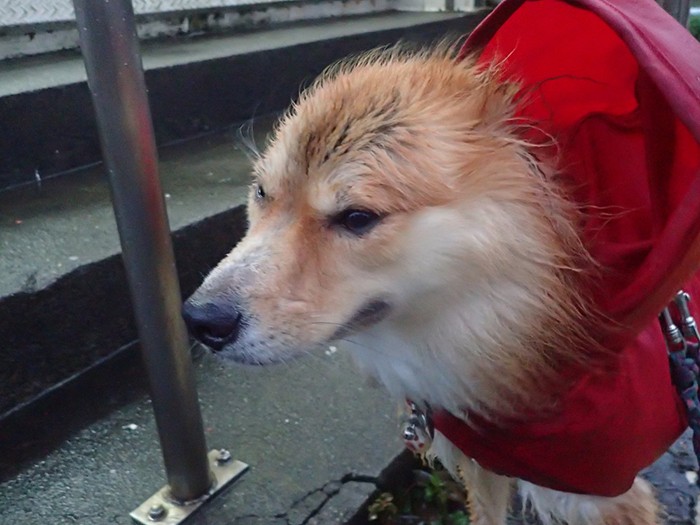 「こんな雨の中勘弁してくれよ」の顔